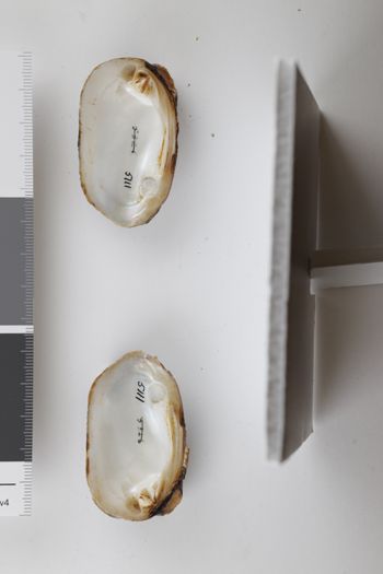 Media type: image;   Malacology 5111 Description: dry;  Aspect: Vi